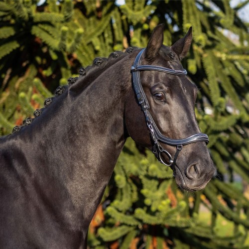 PresTeq FaySport Classic Bridle