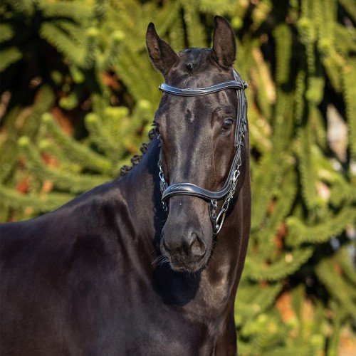 PresTeq FaySport Classic Bridle