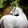 Horseware Diamante Flash Bridle