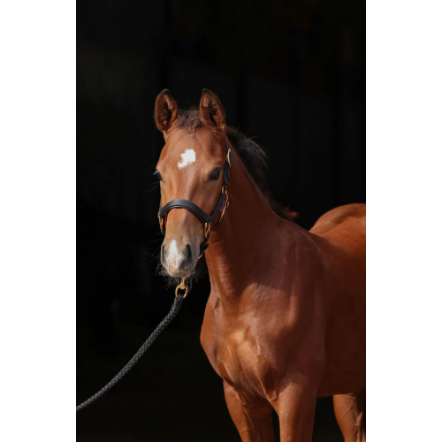 Covalliero TopLine Halter