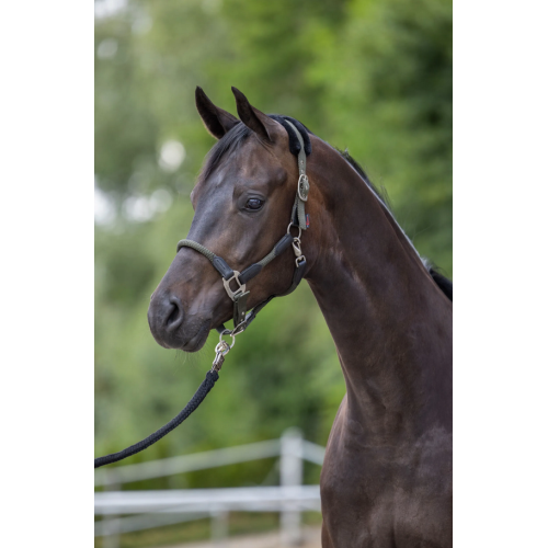 Covalliero Cordano Halter