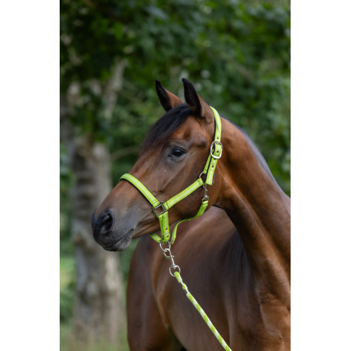 Covalliero Mustang Halter