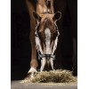 Equiline Timmy Halter