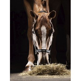 Equiline Timmy недоуздок