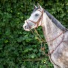Busse Breastplate Imola II