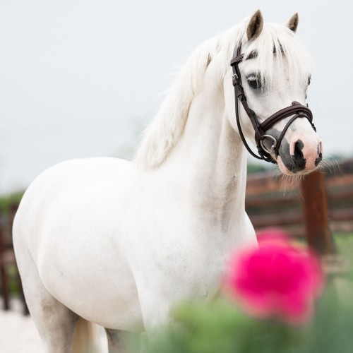 Trust Sweet Iron Pony Eggbutt Snaffle Jointed 12 mm