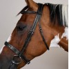 Dyon Hunter Bridle with French Noseband US Collection